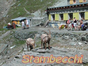 stambecchi